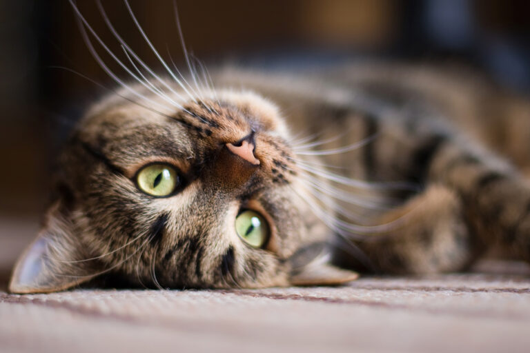 Risiko für Katzen – Permethrin in Tierarzneimitteln
