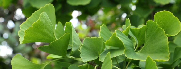 Ginkgo-Spezialextrakt mit patentiertem Produktionsprozess